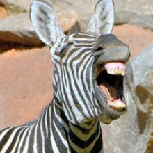 Singing zebra!