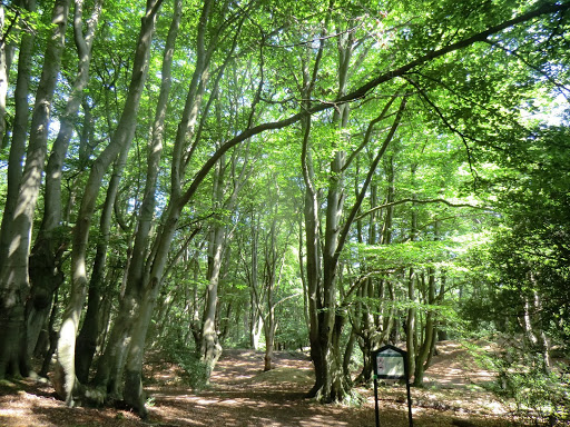 CIMG3226 Loughton Camp, Epping Forest