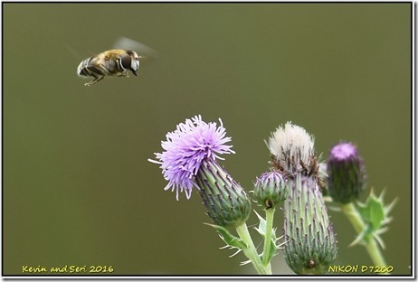 Bradgate Park - July