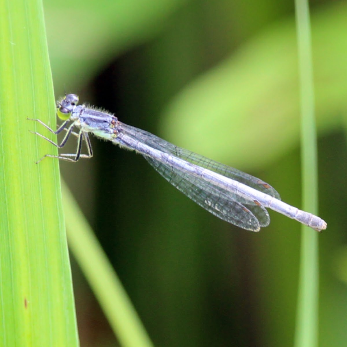 Damselfly