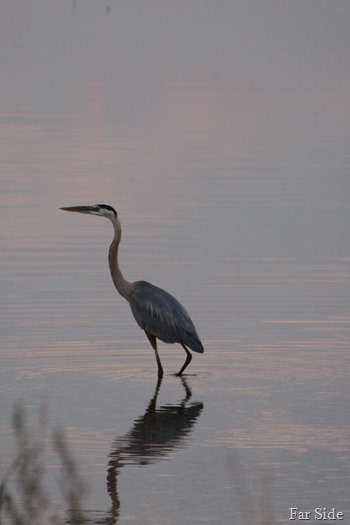 Great Blue Heron