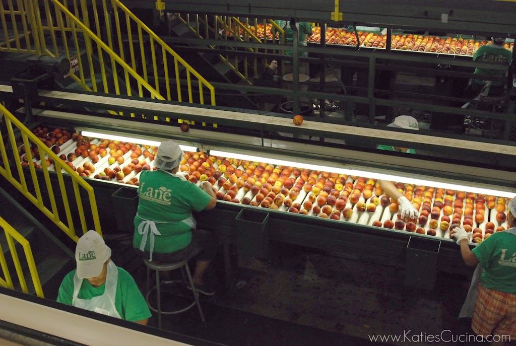 Peaches from Lane Southern Orchards