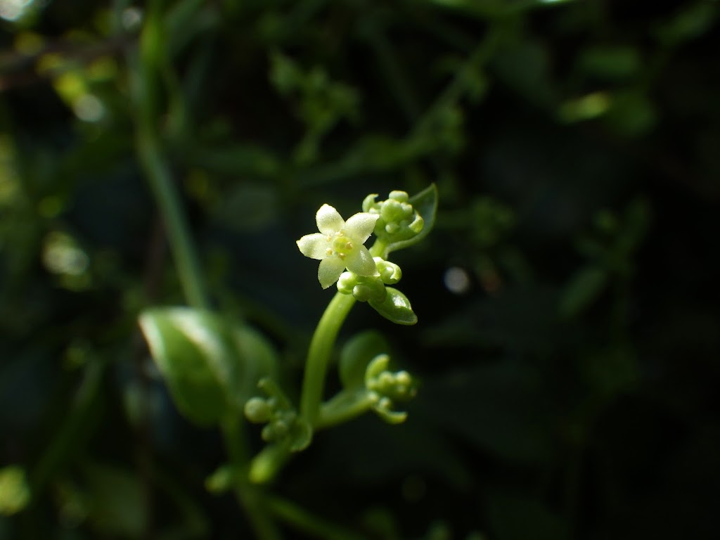 アカネ Rubia Argyi Familiar Flowers 2