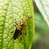 Soldier beetle