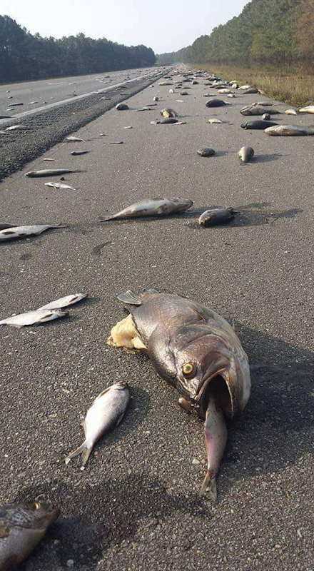 Hundreds of fish were stranded on the roadway along a stretch of I-40 in Pender County near Wallace after floodwaters receded, 24 September 2018. Photo: WXII 12 News / Hearst Television, Inc.