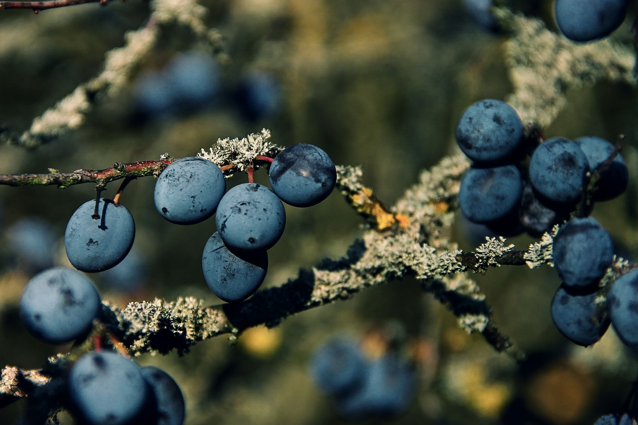 prunus spinosa sleepruim sleedoorn jam maken recept