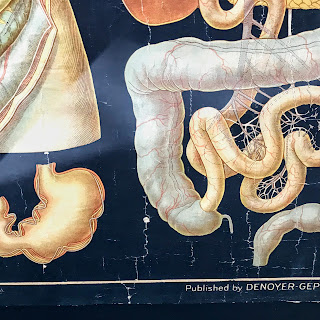 Vintage Denoyer Geppert Anatomy Chart #1