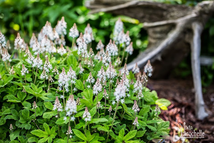 Tiarella Spring Symphony Tiarella-spring-symphony-140602-29rm