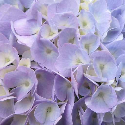 Hydrangea closeup