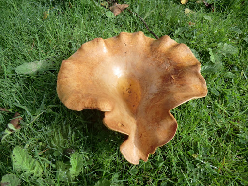 CIMG2109 Milk Cap fungus, Stagbury Downs