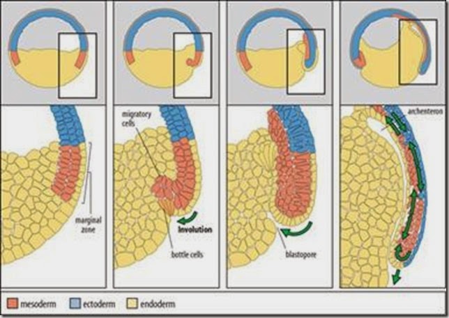 lapisan germinal