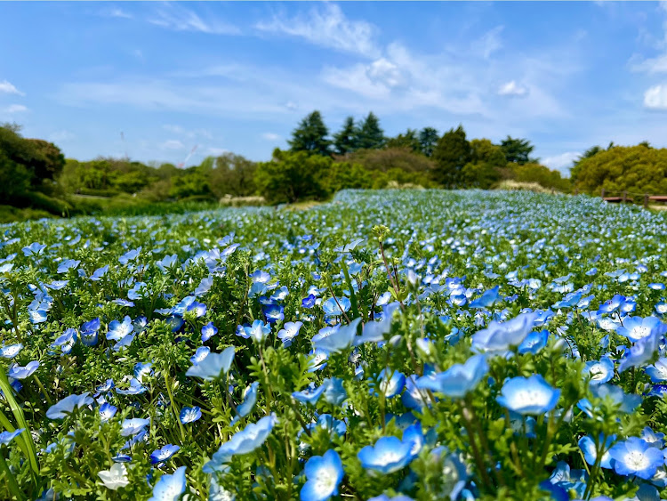 オデッセイのやはり水曜日休みが良いね・国営昭和記念公園・季節を感じる草花達・お目当てを堪能・これから咲く花も楽しみに関するカスタム事例の投稿画像8枚目