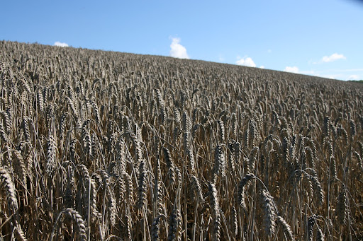 1008 066 Alton Circular, Hampshire, England Wheat past it's prime