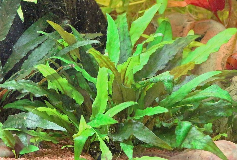 Криптокорина Вендта (Cryptocoryne wendtii)