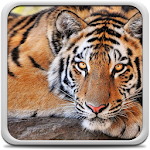 Tiger Live Wallpaper Apk