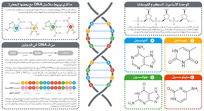 التركيب الكيميائي لجزيئة الDNA