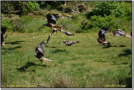 Nant yr Arian - May