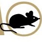 Blackmouse Sàrl logo