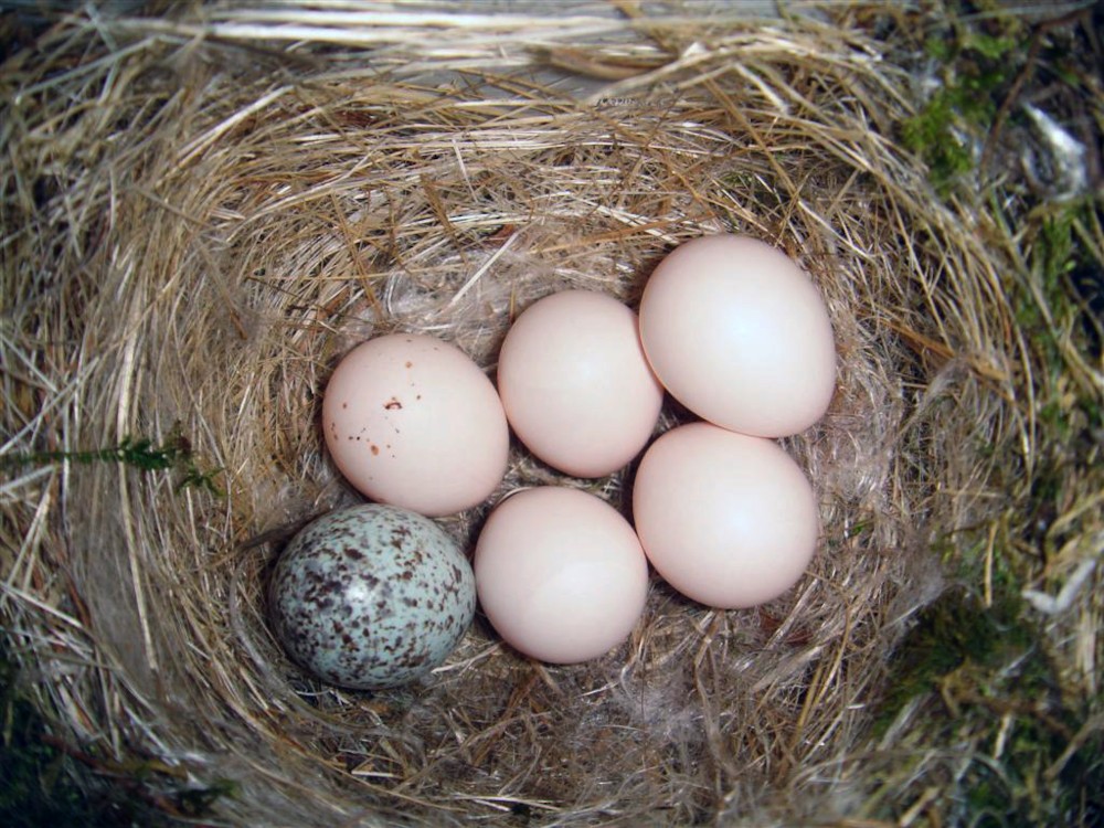 파일:external/upload.wikimedia.org/Eastern_Phoebe-nest-Brown-headed-Cowbird-egg.jpg