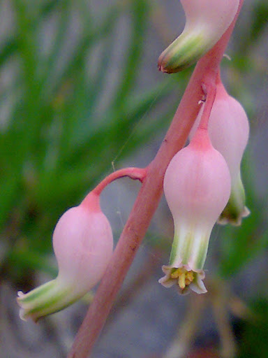 flores de mi pequeña jungla 1301201210251