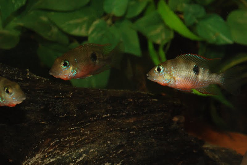 Thorichthys callolepis rio Ajal 2010 DSC_0890