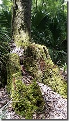 Mossy stump