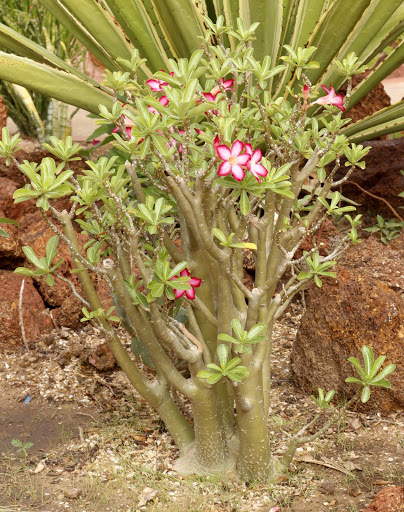 la culture et l'entretien de l'adenium (Rose du désert) - Page 12 _MG_6228