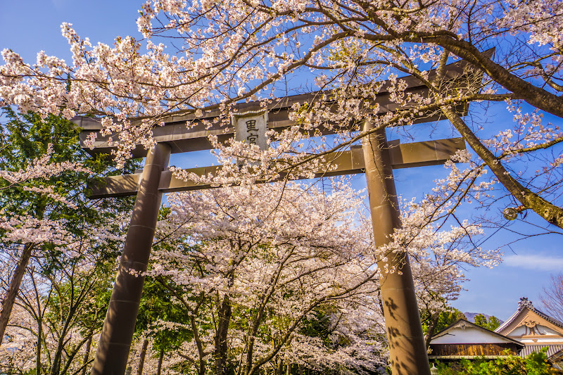 Fuji Omuro Sengen Shrine, cherry blossoms 6