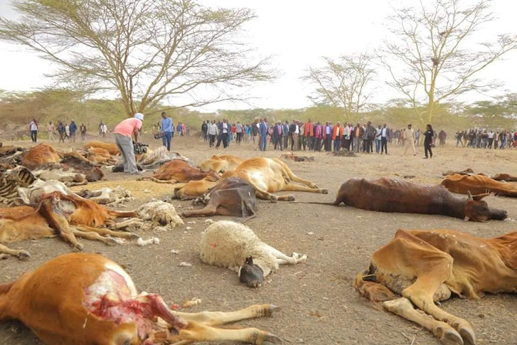 Dead cows andsheep outside Isinya slaughter house.