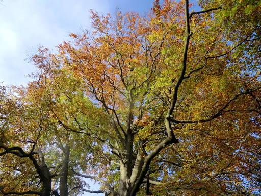 CIMG0984 Autumn colours, Banstead Wood