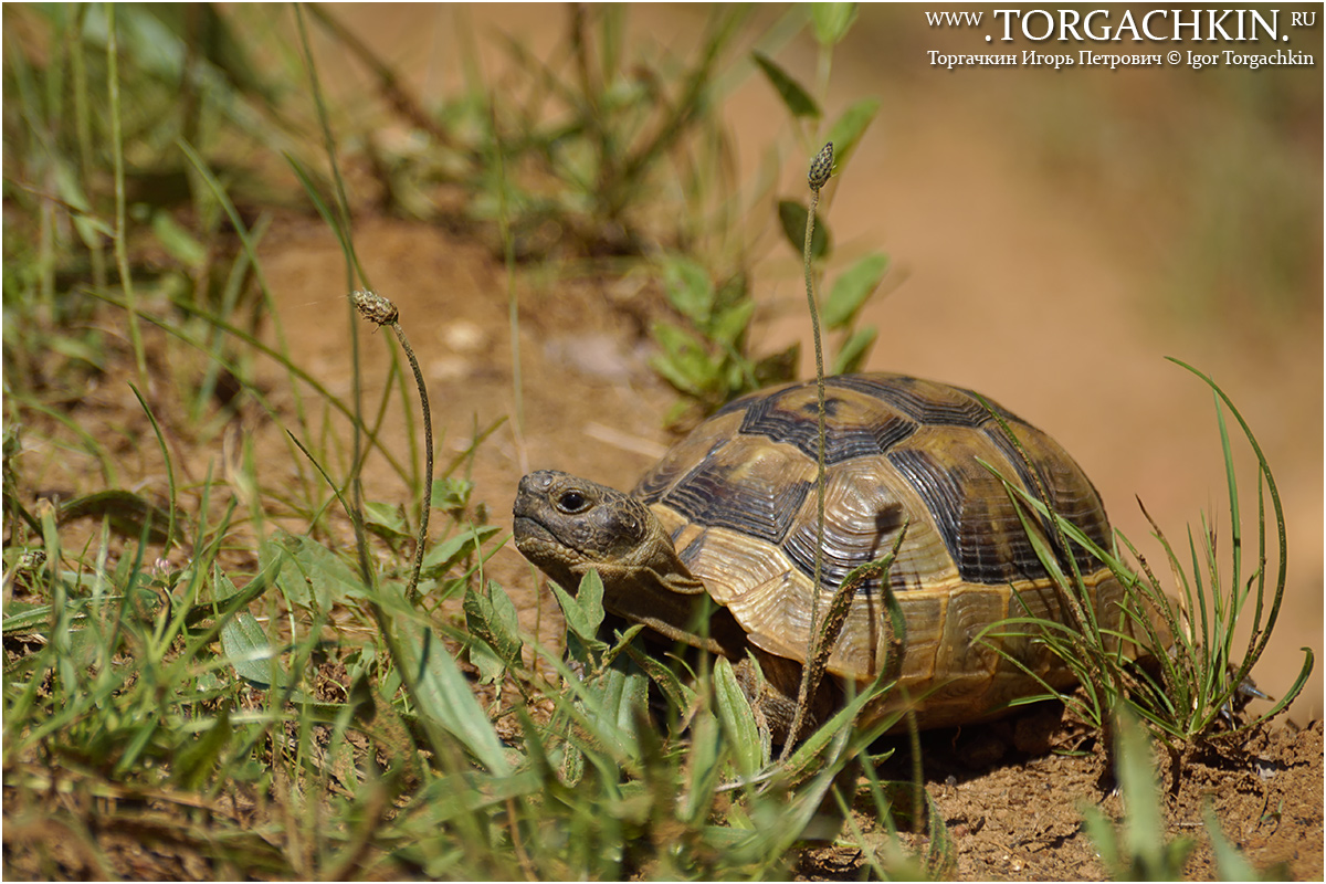 Черепаха никольского. Средиземноморская черепаха Testudo Graeca. Средиземноморская сухопутная черепаха Никольского. Средиземноморская черепаха Никольского. Средиземноморская черепаха Никольского Краснодарский край.