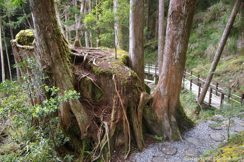 太平山 茂興懷舊步道