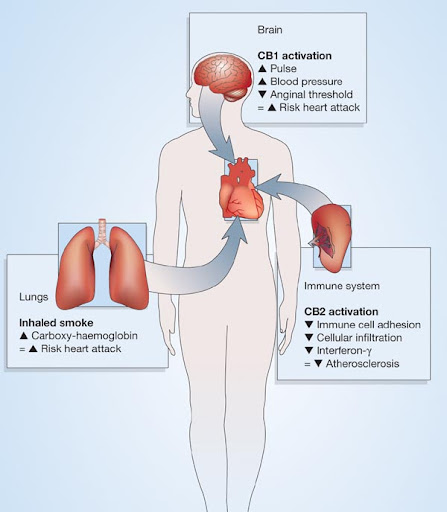 Marijuana Effects