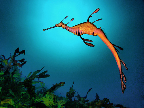 weedy_seadragon.jpg