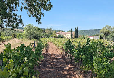 Vineyard 19