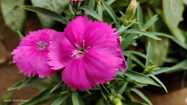 pink flower blur wallpaper hd nature background