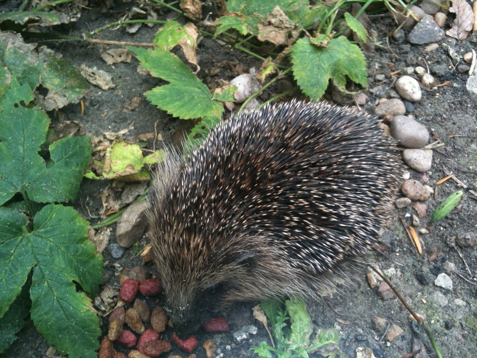 It likes the cat food and we