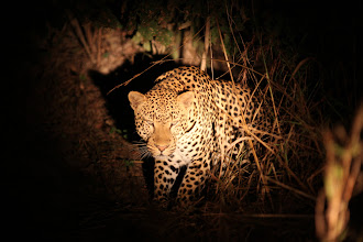 Spotty Tiger (aka Leopard)