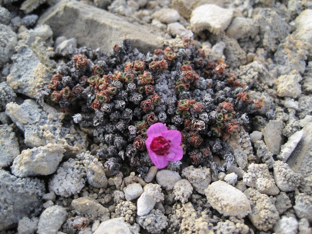 purple-saxifrage