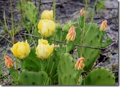 Cactus flowers-4