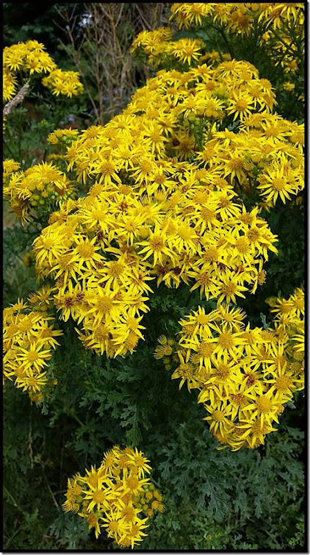 1701ragwort