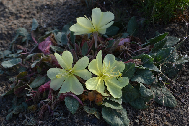 yellow flowers