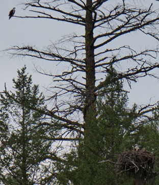 Osprey at Burney Falls