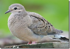 bayoffundy.ca-SEABIRDS 40 Good reasons to protect the Bay of Fundy.pdf - Adobe Acrobat Professio