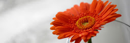 Profile cover photo