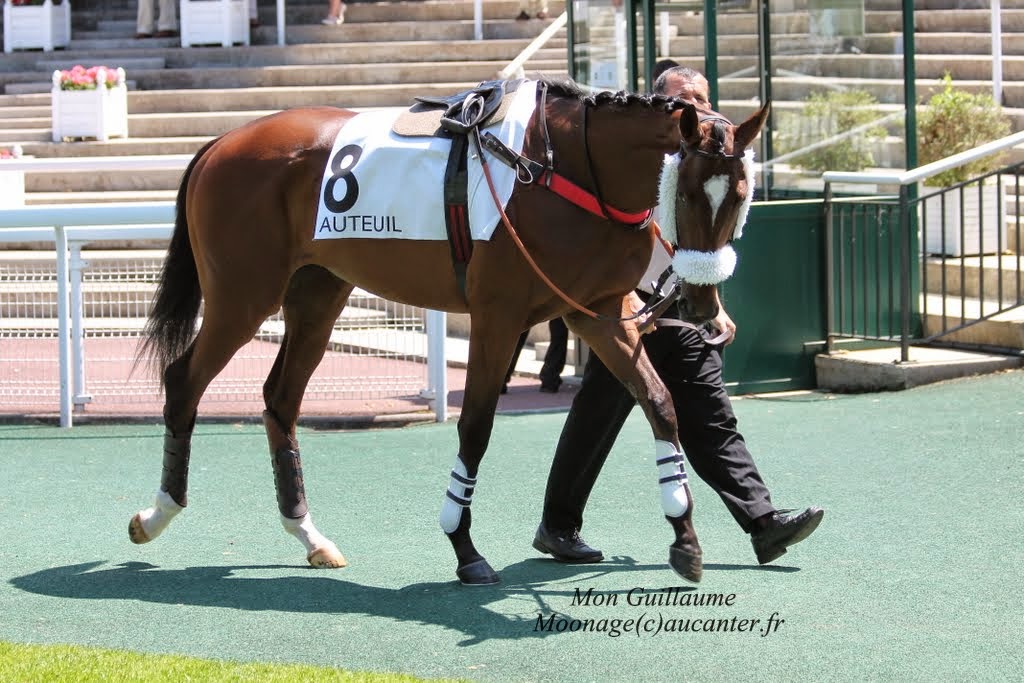 Photos Auteuil 8-06-2014  IMG_1489