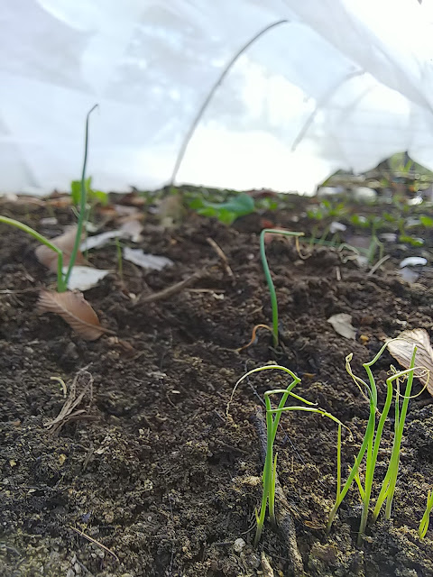 Onion sprout in the winter. 発芽した玉ねぎ