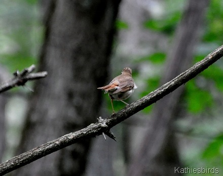 7. young Hermit thrush-kab