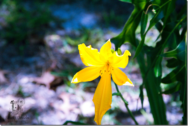 Flower Friday (May 19th) watermarked