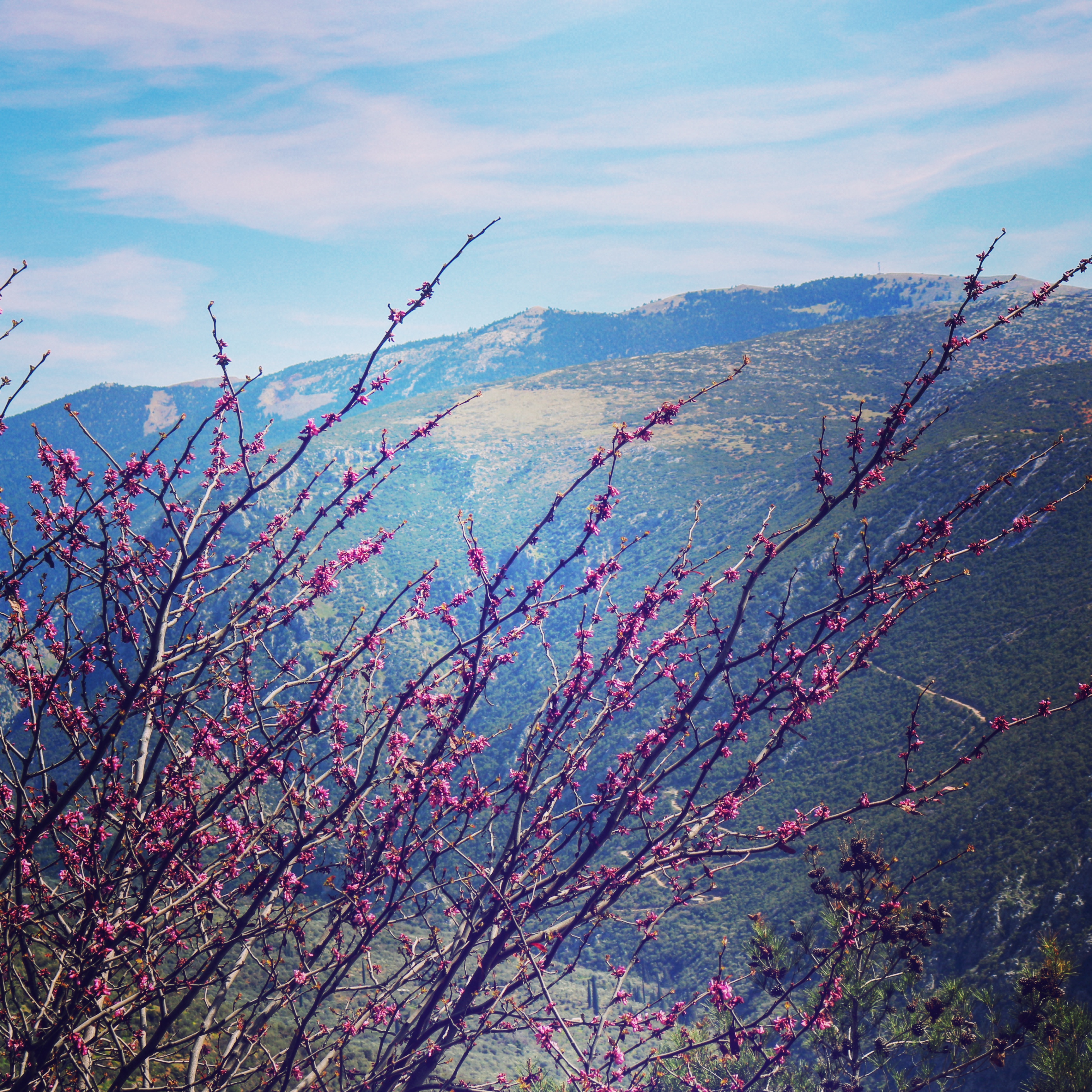 Grecia in fiore. di EricaGloria